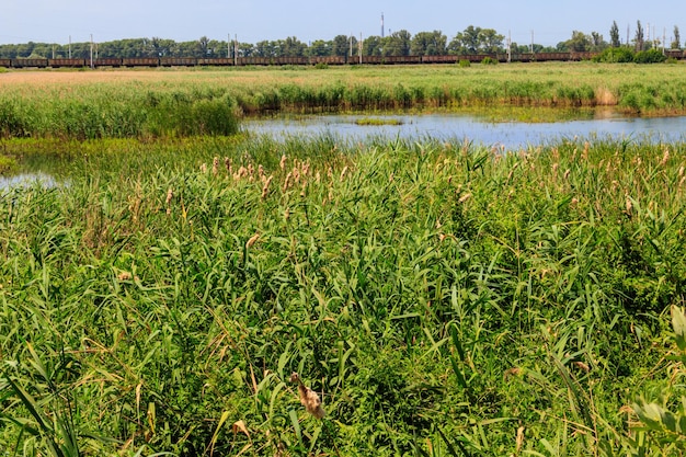 View of lake overgrown with bulrushes on summer