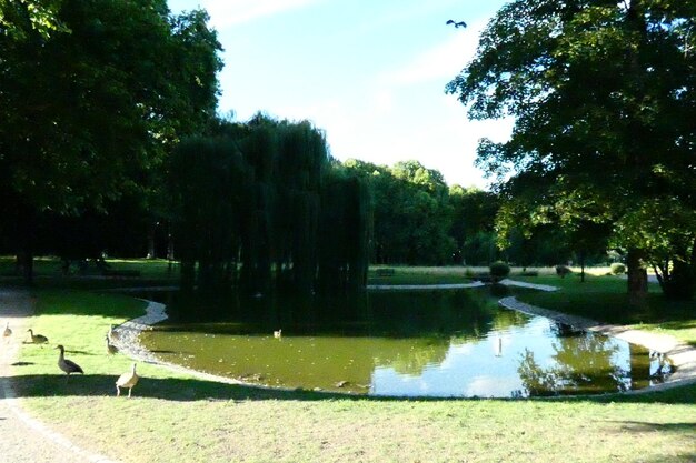 Foto vista del lago nel parco