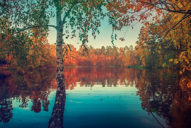 View of the lake with autumn yellow and green trees and blue sky natural seasonal background