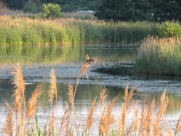 Photo view of a lake