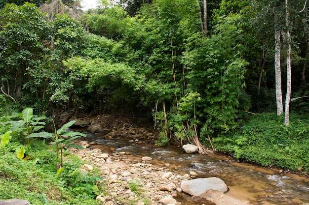 タイの人々と外国人旅行者のためのジャングルの野生の森のメーライ川と川の風景を見るタイのチェンマイにあるメーオンのドイステープドイプイ国立公園でリラックスしてください