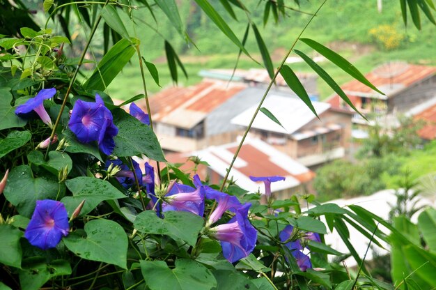 Photo view landscape mountain and rajaberneh city valley village hill with plantation farm of indonesian people in sibayak mount at jaranguda merdeka of karo at sumatera utara or north sumatra indonesia