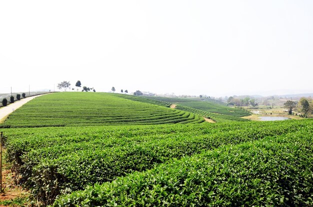 View landscape rural countryside and farmland garden park on mountain for thai people and foreign travelers travel visitand rest relax of Choui Fong Tea Plantation at Mae Chan in Chiang Rai Thailand