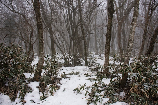 View landscape and snow falling covered on plant tree in forest on Hanla Mountain volcano or Mount Halla in Hallasan National Park for korean people travel visit in Jeju Island in Jejudo South Korea