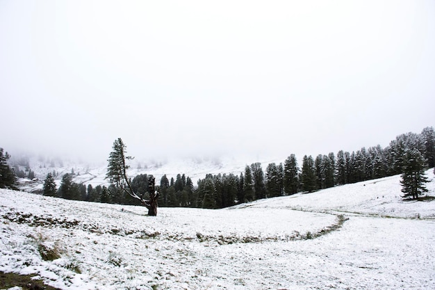 オーストリアのチロル地方のピッツタール渓谷とカウナータール渓谷とインタル渓谷の近くにあるカウナータール自然公園の山の頂上にある高山の木に覆われた雪雪の風景を見る