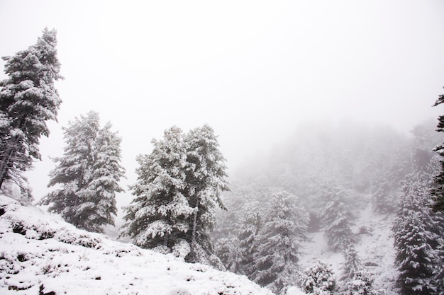 Вид Пейзажный снег, покрытый снегом на альпийском дереве на вершине горы в природном парке Каунерграт недалеко от долины Питцталь, долины Каунерталь и долины Иннталь в Тироле, Австрия