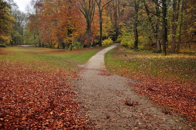 View landscape tree plant of Leopold park garden public park in fall autumn seasonal for german people and foreign travelers travel visit and rest relax at Munich capital city in Bavaria Germany