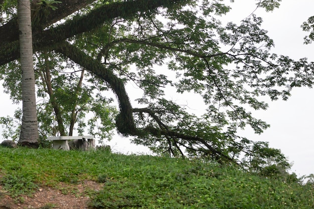 View landscape tree plant in public park, stock photo