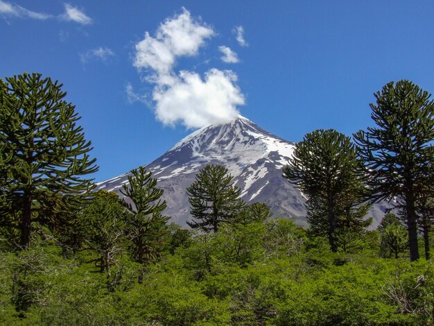 View of Lanin volcano with Araucaria trees