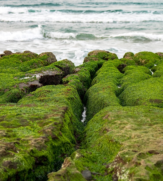 View of Laomei Green Reef (Stone troughs) at New Taipei City. Green algae on the sea groove (Sea erosion ditch) only in April and May.