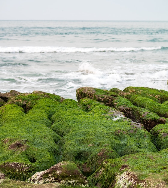 신베이 시에서 Laomei Green Reef(Stone troughs)의 전망. 4월과 5월에만 바다 그루브(바다 침식 도랑)의 녹조류.