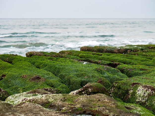 신베이 시에서 Laomei Green Reef(Stone troughs)의 전망. 4월과 5월에만 바다 그루브(바다 침식 도랑)의 녹조류.