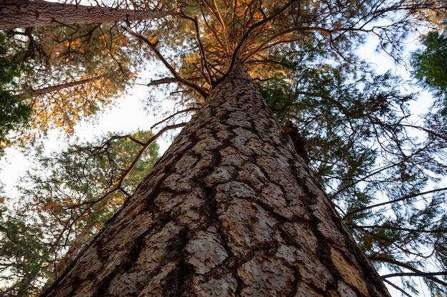 요세미티 국립공원에 있는 큰 키 큰 나무의 전망