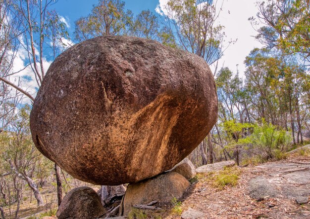 Foto vista di un grande tronco di albero sulla roccia