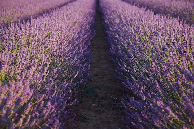 畑で育つラベンダー植物の景色