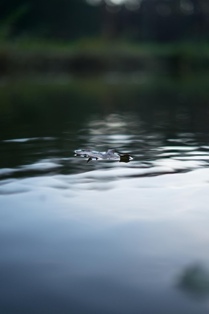 Photo view of leaf swimming in lake