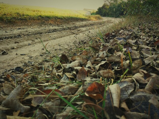 View of leaves on field