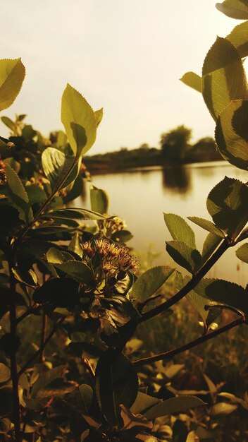 View of leaves in water