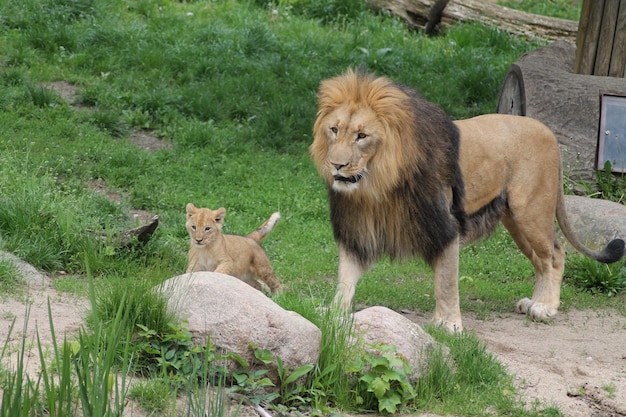 View of a lion family