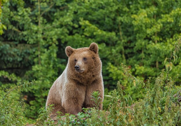 View of lion in forest