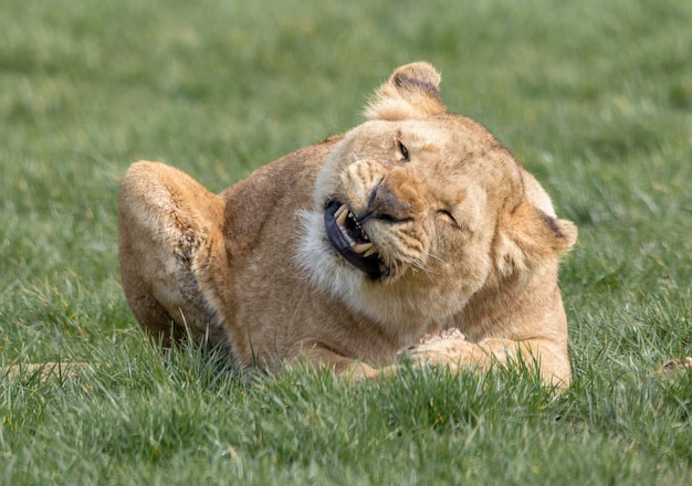 View of a lion relaxing on field