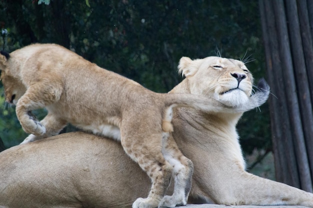 Foto la vista di un leone