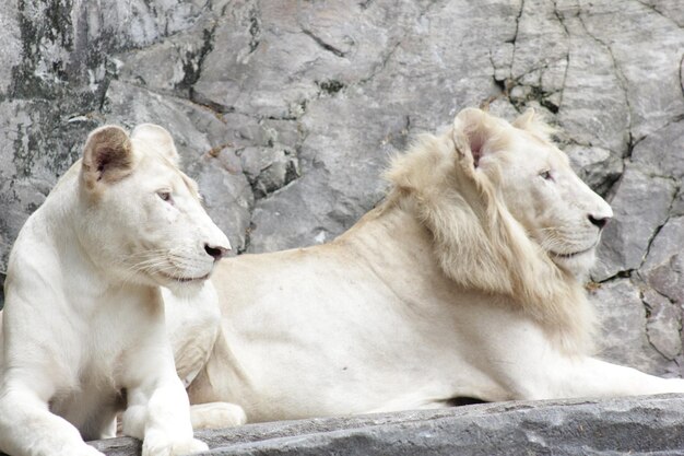 Photo view of lions