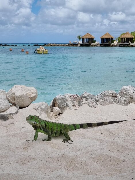 Photo view of lizard on beach