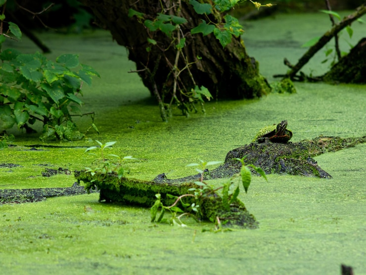 Photo view of lizard in the lake