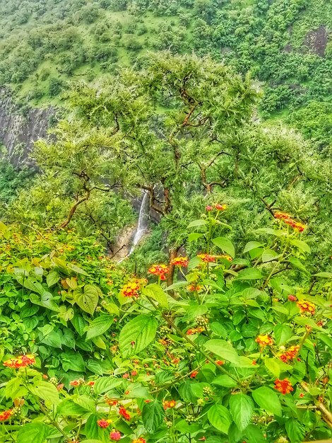 View of lizard on land in forest