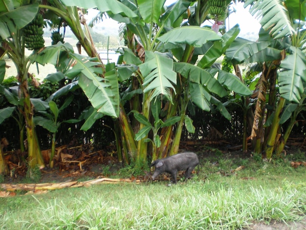 Photo view of a lizard on land