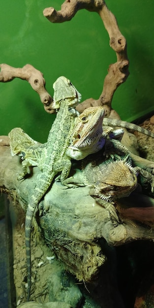 Photo view of lizard on log