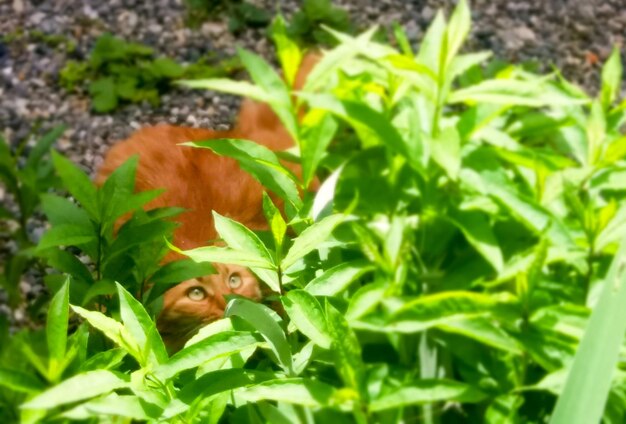 View of lizard on plant