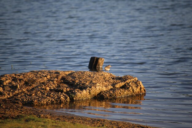 View of lizard on rock by sea