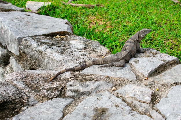 View of lizard on rock