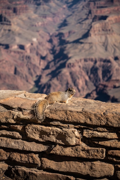 Photo view of lizard on rock