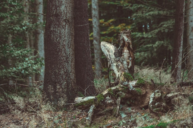 Photo view of lizard on tree trunk in forest