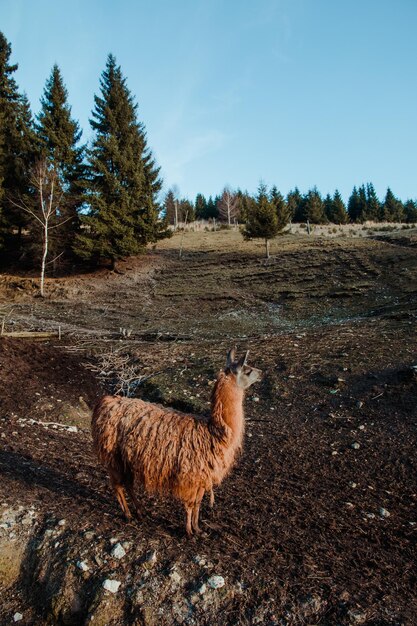 Foto la vista di un lama sul campo