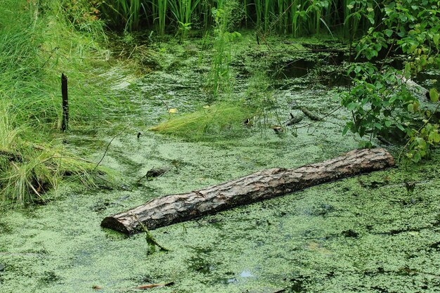 Photo view of log in calm lake