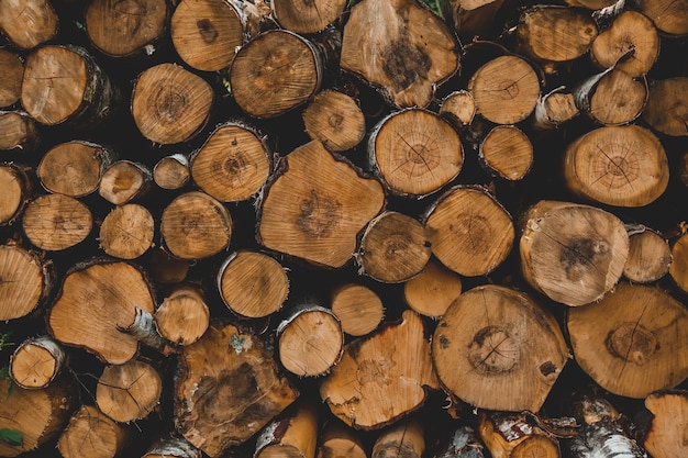 View on logs in a forest, Sudetes, Poland