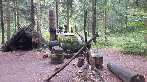 View of logs in forest