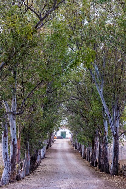 View of a long countryside road with trees on the south of Portugal