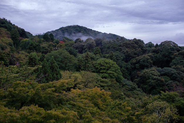 山々 の 茂る 葉っぱ の 景色