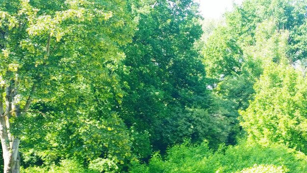 View of lush foliage