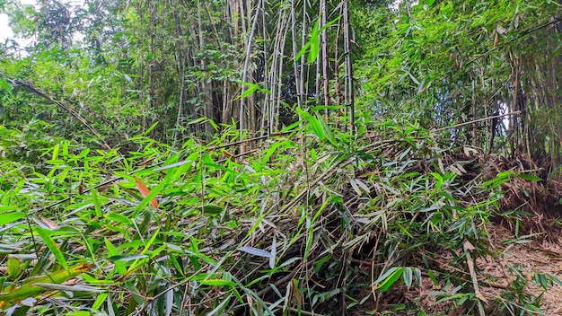 インドネシア の 茂る 緑 の 茂った 竹 の 森 の 景色