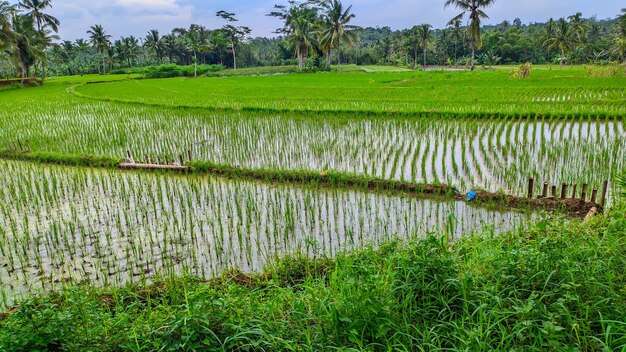 View of lush green vast rice fields in Indonesia Indonesian agriculture