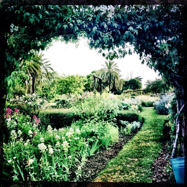 Photo view of lush plants in garden