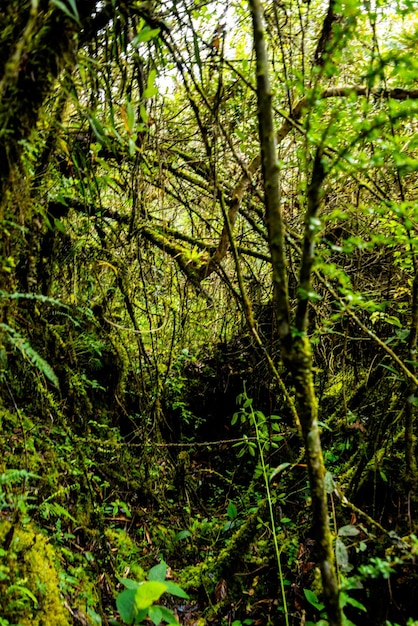 Foto veduta di alberi lussureggianti nella foresta