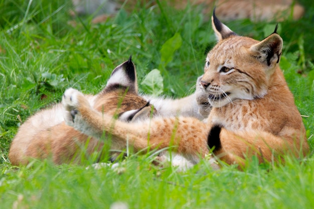 Photo view of lynx relaxing on grass