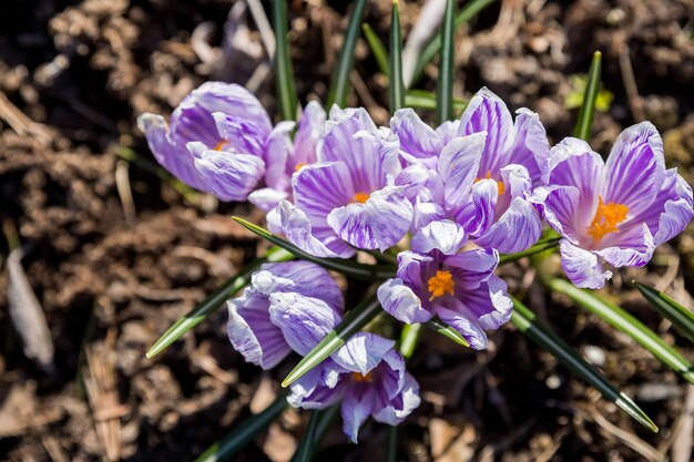 野生生物に生えている魔法の咲く春の花クロッカスの眺め。外の地球から成長している紫色のクロッカス。